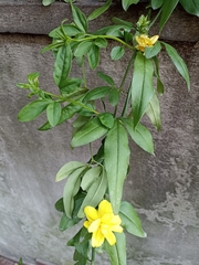 Chrysojasminum humile