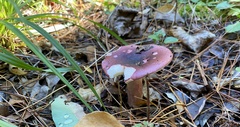 Russula sardonia
