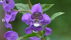 Angelonia angustifolia