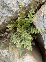 Myriopteris cooperae