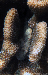 Sebastapistes ballieui