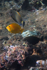 Acanthurus olivaceus