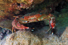 Goniosupradens hawaiensis