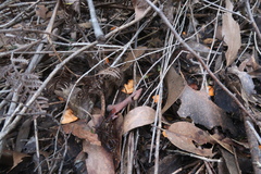 Cantharellus concinnus