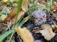 Amanita muscaria