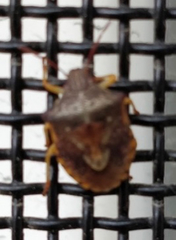 Dendrocoris humeralis