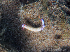 Hypselodoris violabranchia