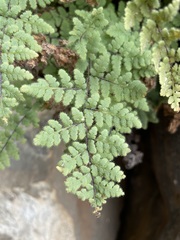 Myriopteris cooperae