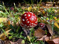 Amanita muscaria