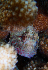 Sebastapistes ballieui