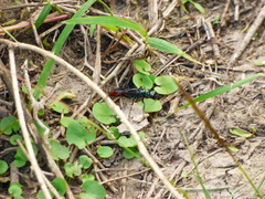 Chlorion hemipyrrhum