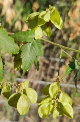 Urvillea