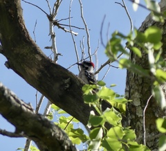 Dryobates pubescens pubescens