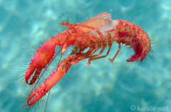 Enoplometopus occidentalis