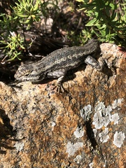 Sceloporus occidentalis