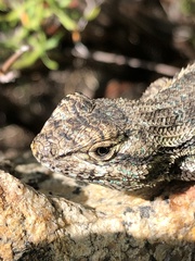 Sceloporus occidentalis