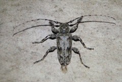 Aegomorphus modestus