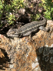 Sceloporus occidentalis