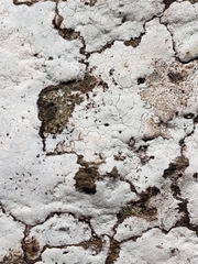 Trapelia placodioides