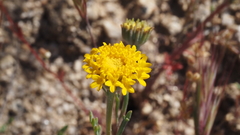 Chaenactis glabriuscula glabriuscula