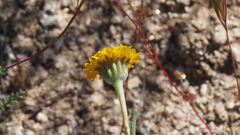 Chaenactis glabriuscula glabriuscula