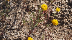 Chaenactis glabriuscula glabriuscula