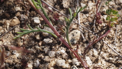 Chaenactis glabriuscula glabriuscula