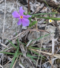 Phlox roemeriana