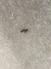 Formica pallidefulva