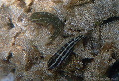 Chlorurus spilurus