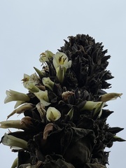 Puya goudotiana