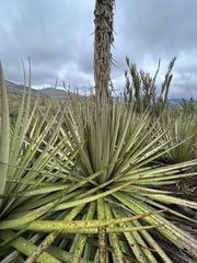 Puya goudotiana