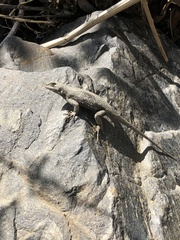 Sceloporus occidentalis