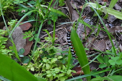 Xanthopastis regnatrix