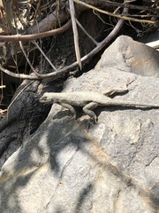 Sceloporus occidentalis