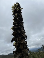 Puya goudotiana