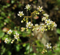 Micranthes marshallii