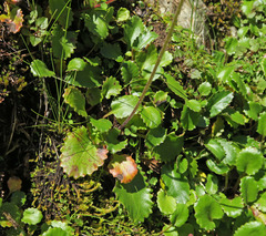 Micranthes marshallii