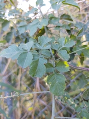 Serjania brachycarpa