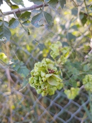 Serjania brachycarpa