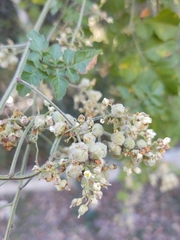 Serjania brachycarpa