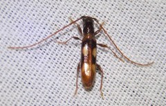 Heterachthes quadrimaculatus