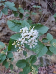 Ageratina saltillensis