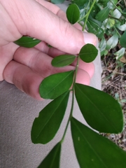 Schaefferia argentinensis