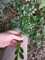 Schaefferia argentinensis