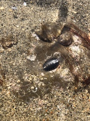 Lepidochitona cinerea