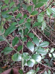 Schaefferia argentinensis