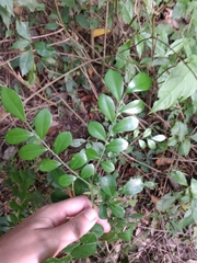 Schaefferia argentinensis