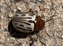 Zygogramma heterothecae