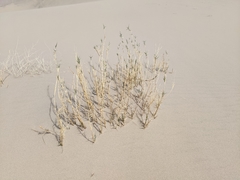 Swallenia alexandrae